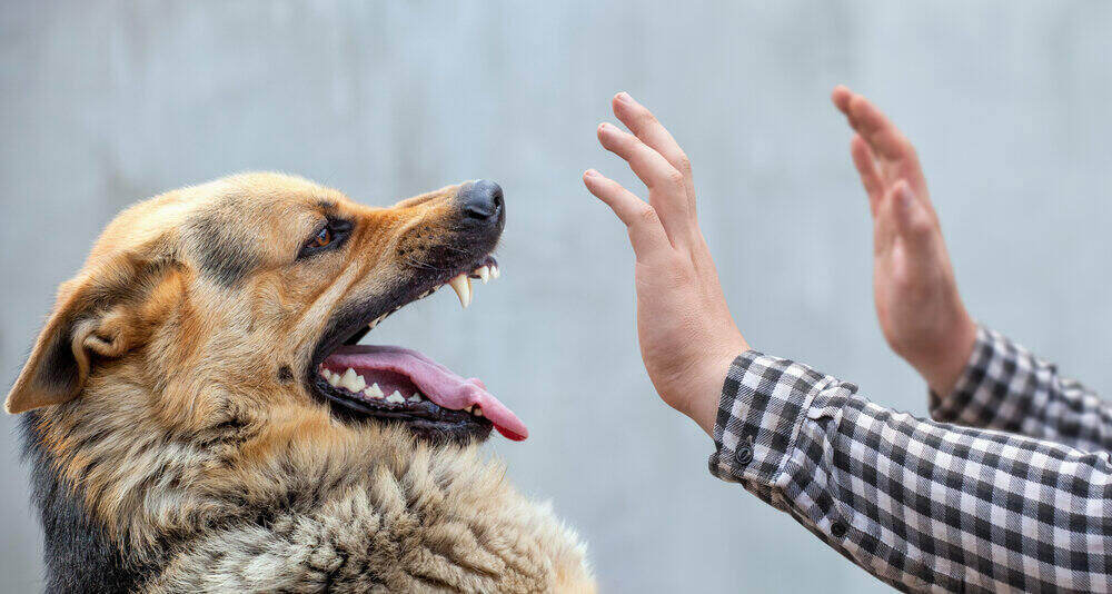 dog-bite-lawyer-