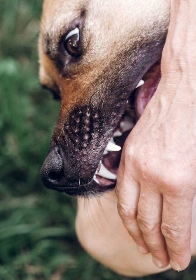 Dog-Bite-Accident-Attorney-1200x900